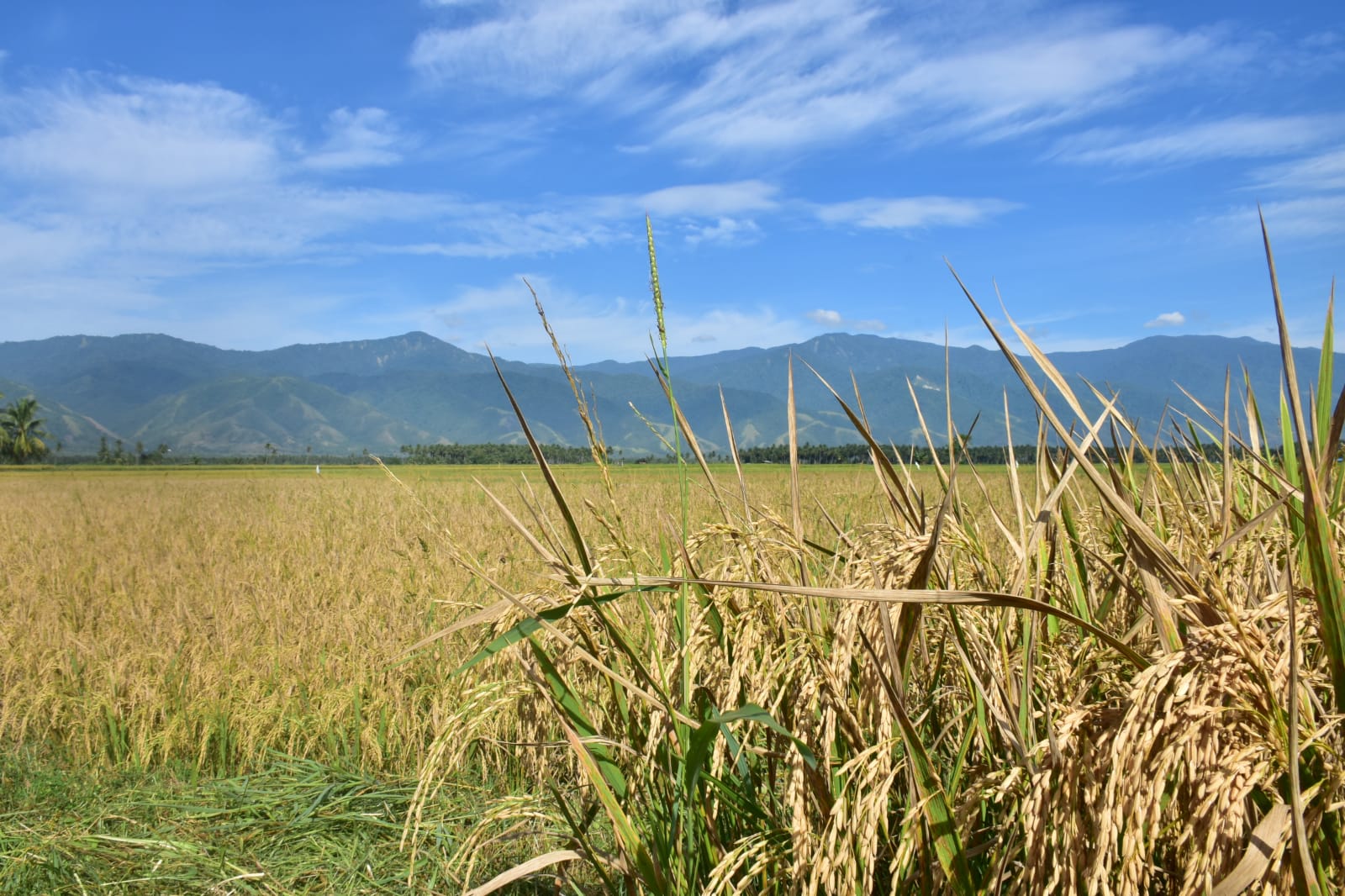 Panen Raya 2025, Menko Bidang Pangan Perkirakan Harga Gabah Rp 6500 hingga Rp 7000 per Kilogram