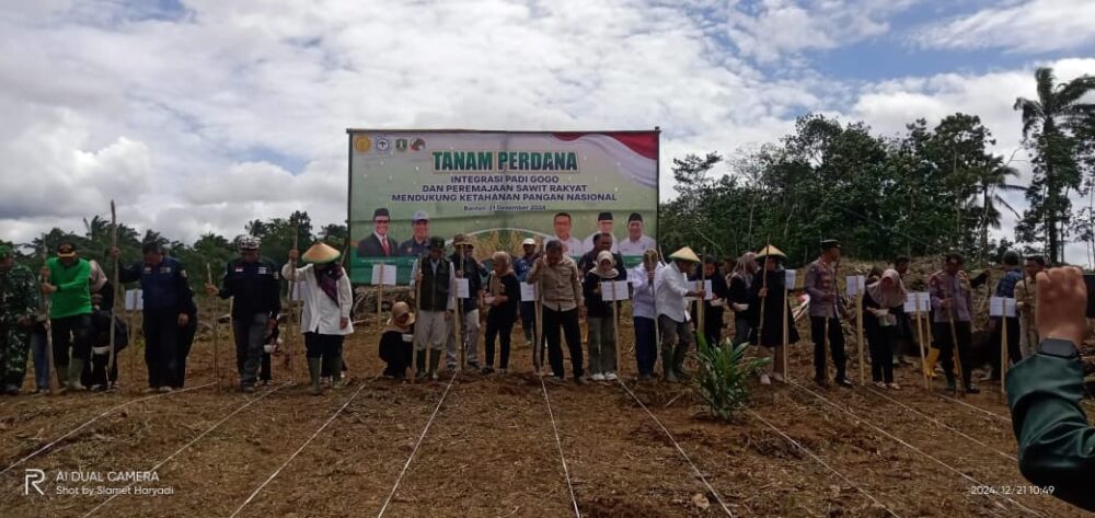 Petani Sawit di Lebak Wujudkan Ketahanan Pangan dengan Padi Gogo