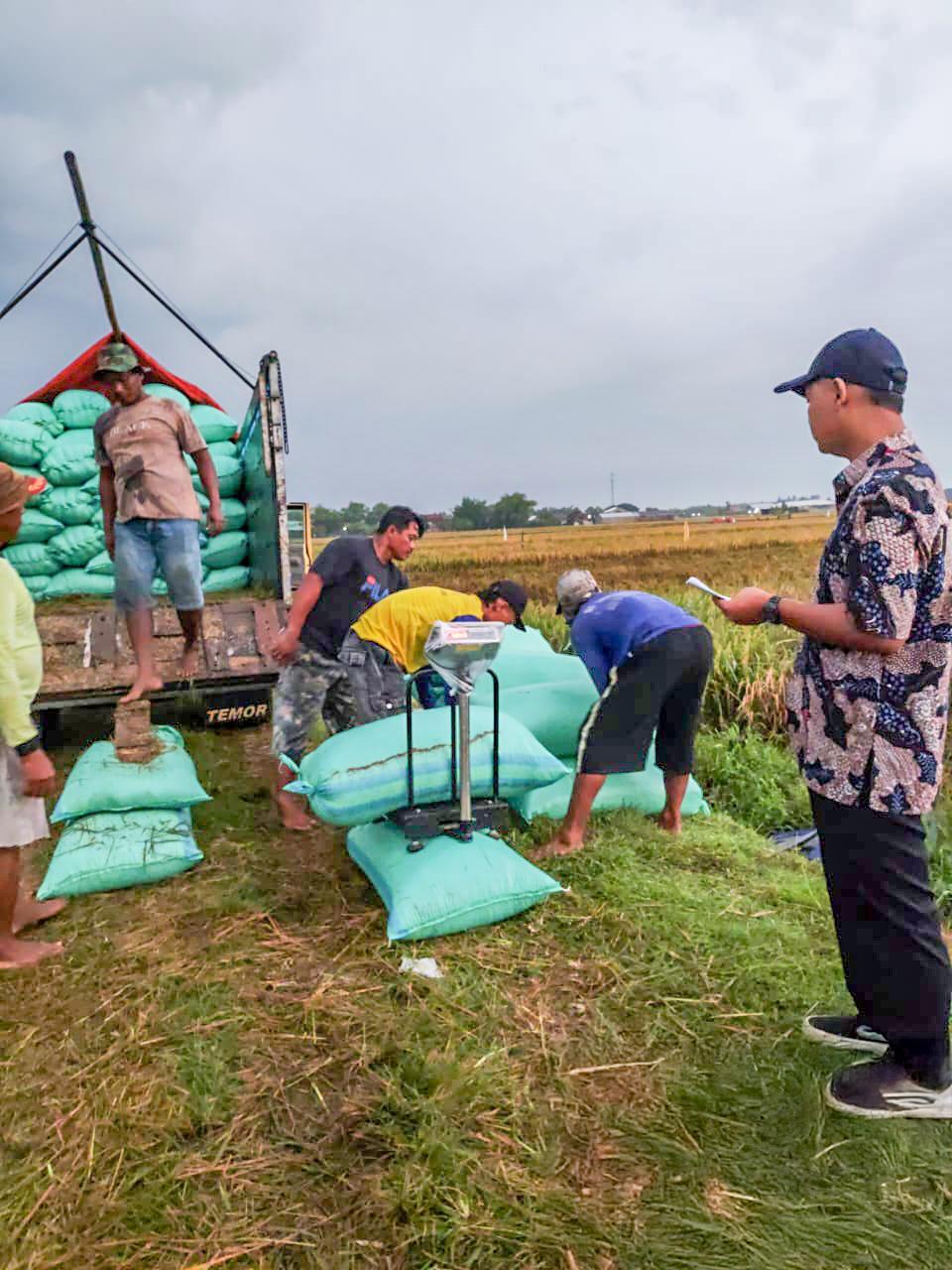 Serapan Gabah Bulog Tembus 300 Ribu Ton Setara Beras, Siap Hadapi Panen Raya 2025