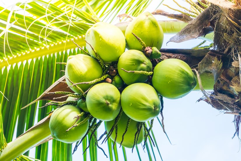Menperin Ungkap Penyebab Bahan Baku Kelapa untuk Industri Pengolahan Langka
