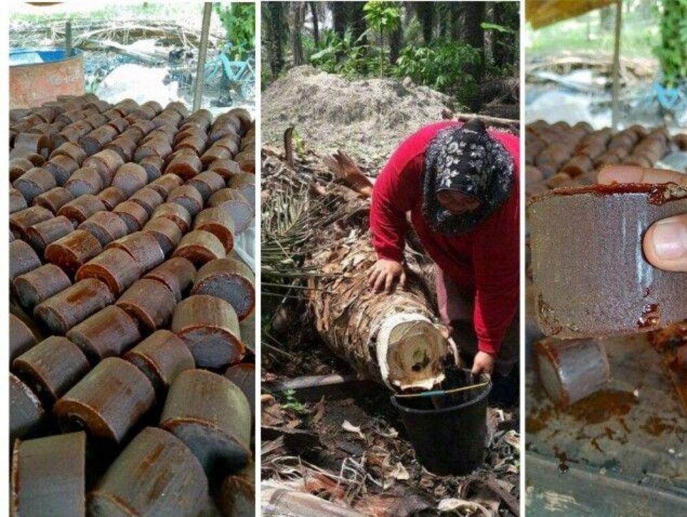 Peluang Bisnis, Mengolah Batang Sawit Tua Hasilkan Nira Gula