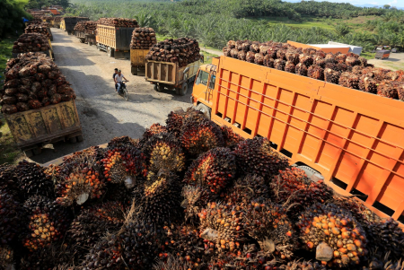 Memantau Jejak Keluar Masuk Kelapa Sawit melalui Siprosatu