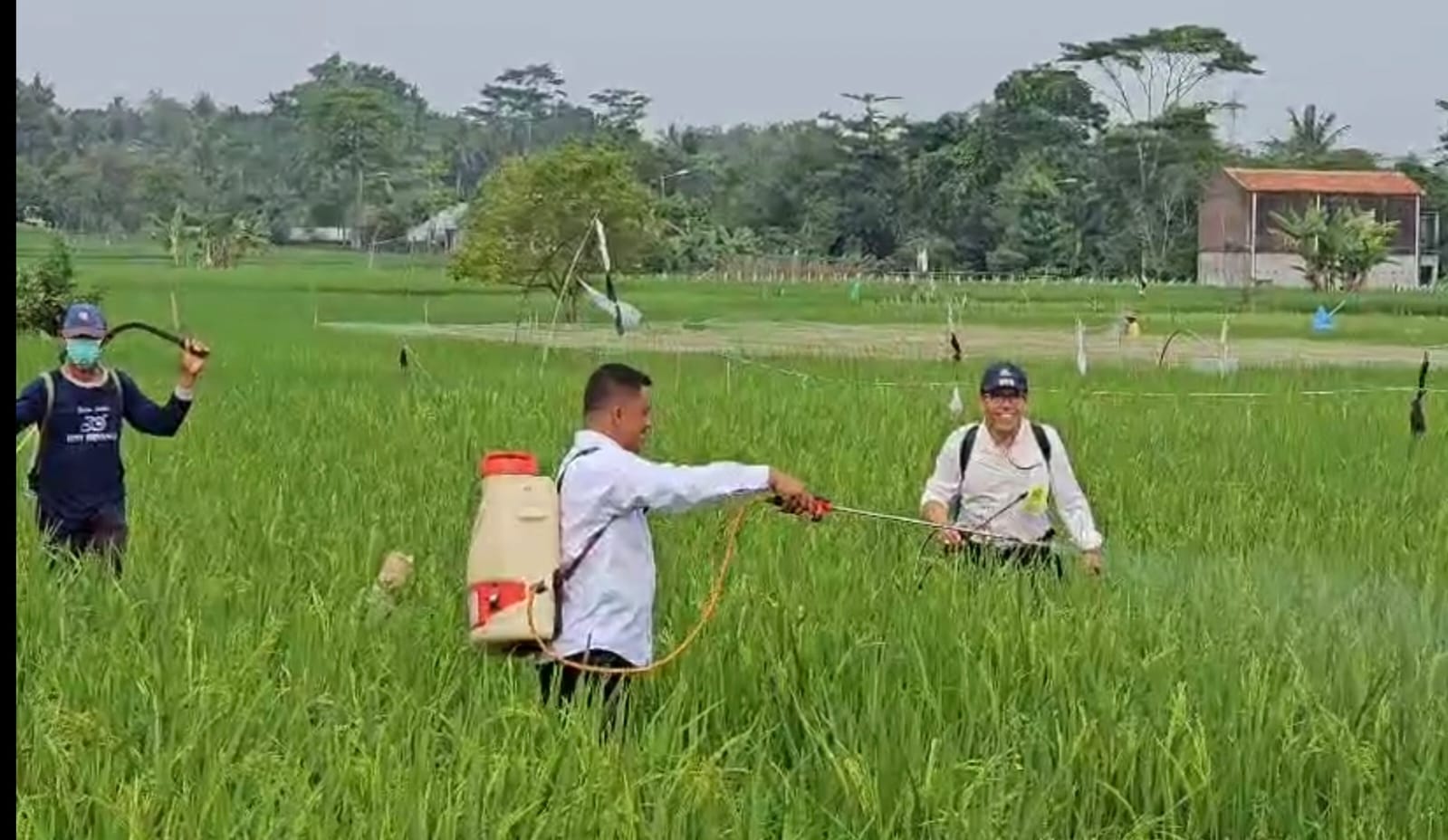 Purworejo Atasi Dini Serangan Hama, Kementan Gerak Cepat Dukung Produksi Padi