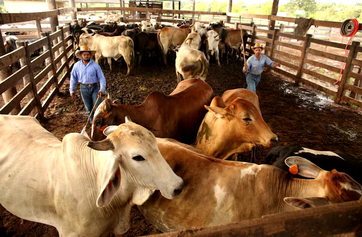 Tarif AS terhadap Brasil Mengubah Arus Perdagangan Daging Sapi Global 