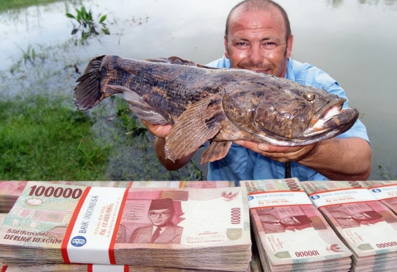 Kejutan Besar di Balik Diamnya Ikan Betutu